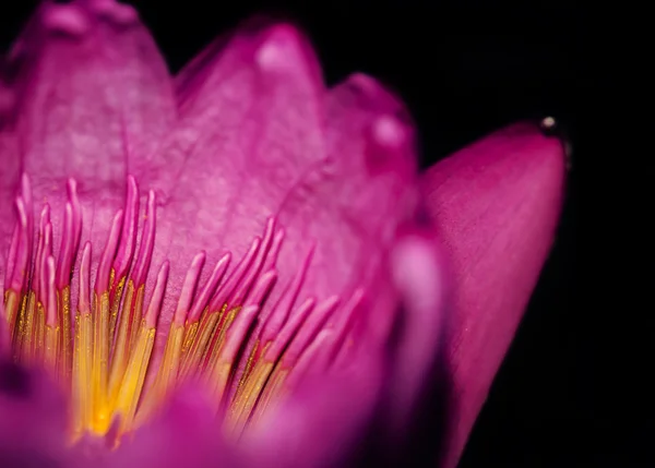 Perto de um lírio de água "Nymphaea alba " — Fotografia de Stock