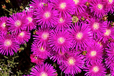 Bahar çiçekleri İsrail