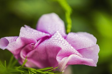 Bahar çiçekleri İsrail