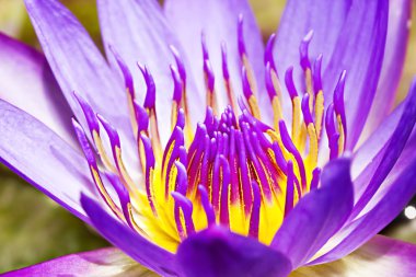 Bahar çiçekleri İsrail