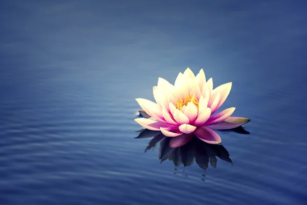 Bahar çiçekleri İsrail