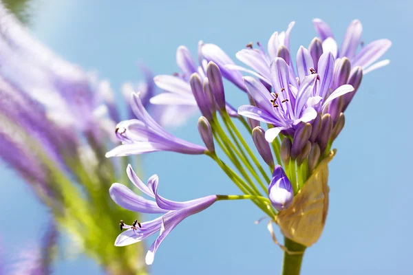Spring flowers in Israel — Stock Photo, Image