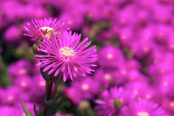 Wiosenne kwiaty w Izraelu — Zdjęcie stockowe