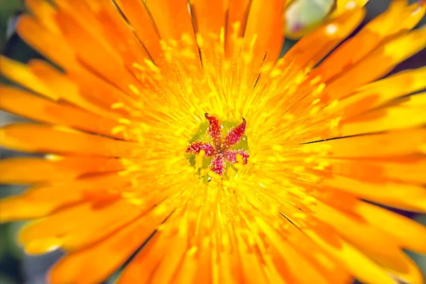 Spring flowers in Israel — Stock Photo, Image