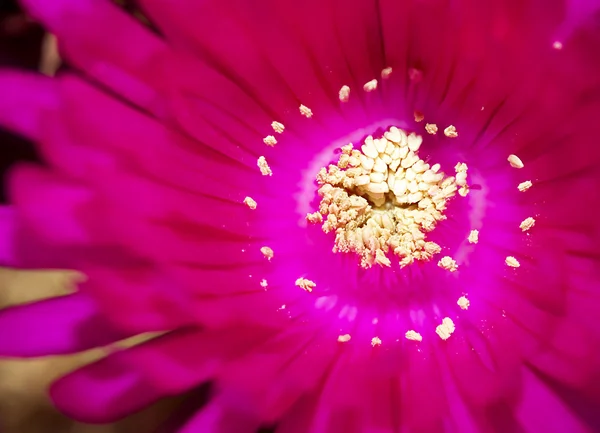 Fleurs de printemps en Israël — Photo