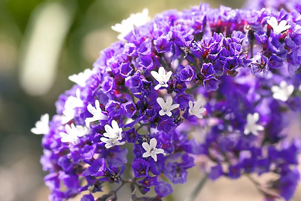 Spring flowers in Israel — Stock Photo, Image