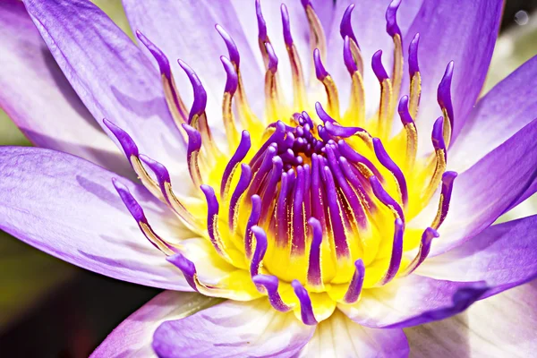 Forår blomster i Israel - Stock-foto