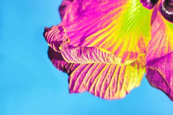 Hermoso pétalo sobre fondo azul. Reflejo espejo —  Fotos de Stock