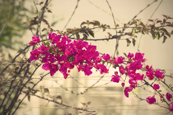 在以色列的春天的花朵 — 图库照片