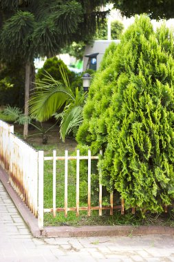 Çalılar beyaz doğrusal çelik beyaz metal çit içinde yeşil yaprakları ile