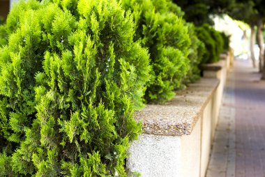 çalılar Şimşir iyi düzenlenmiş bir çit