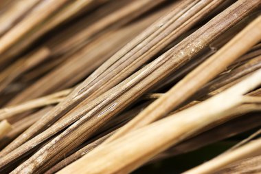 Kuru ot'ın arka planlar