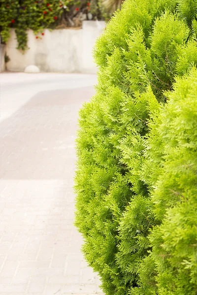 Eine gut angelegte Hecke aus Büschen Buchsbaum — Stockfoto