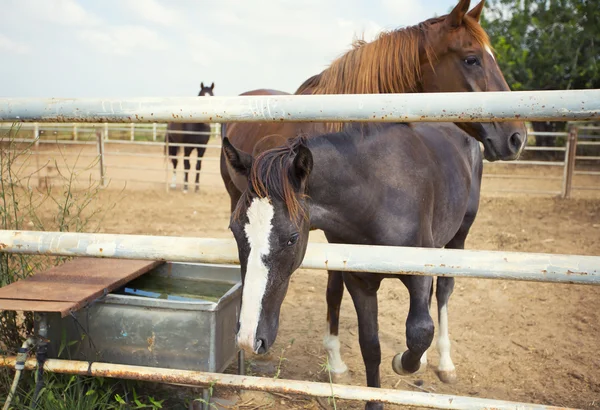 Две красивые лошади — стоковое фото