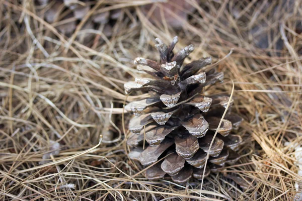 Kerucut pinus — Stok Foto