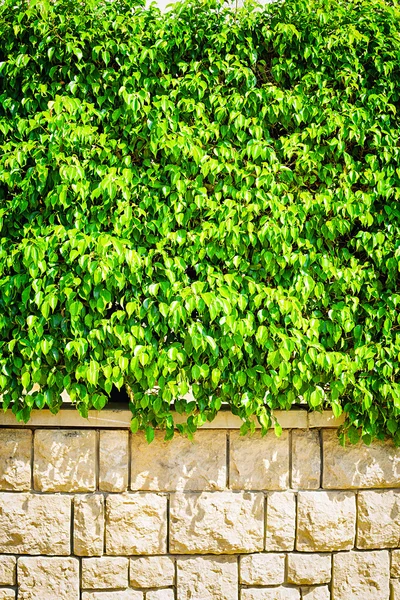 Arbustos con hojas verdes en una valla de acero lineal — Foto de Stock