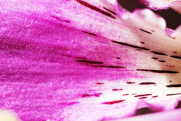 Egy szép szelíd rózsaszín szirom — Stock Fotó