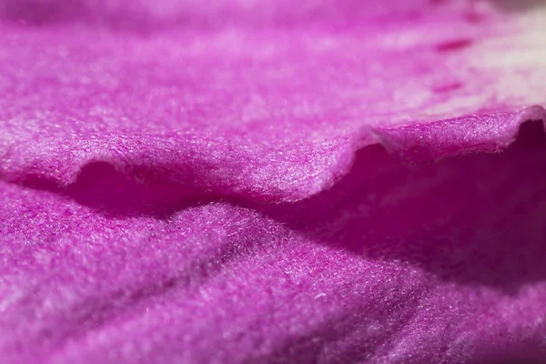 A Beautiful gentle pink petal — Stock Photo, Image