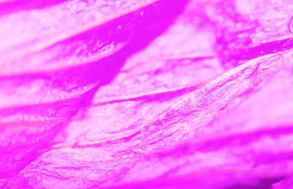 A Beautiful gentle pink petal — Stock Photo, Image