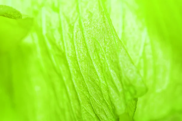 Un beau pétale vert doux — Photo