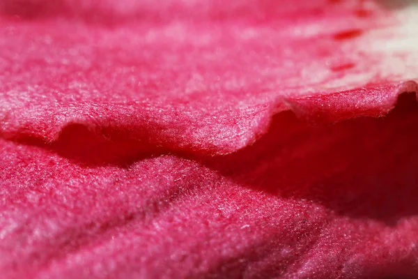 Flower petal macro shot — Stock Photo, Image