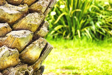 Hurma ağacının kütüğünün kütüğüne doğru gidin..