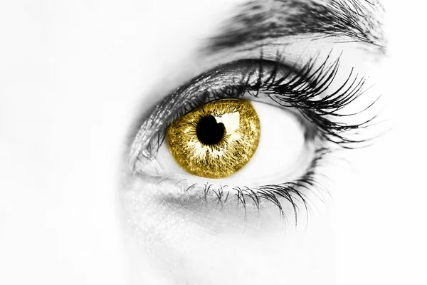 Beau regard perspicace yeux jaunes — Photo