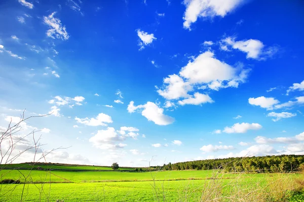 Hermoso paisaje con árboles, nubes y cielo azul —  Fotos de Stock