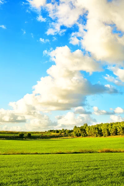Vackra landskap med en träd, moln och himmel — Stockfoto