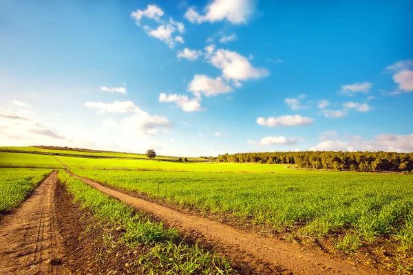 Beautiful landscape with a trees, clouds and blue sky Stock Image