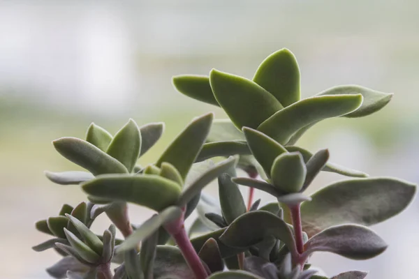 Bloempot met crassula falcata. — Stockfoto