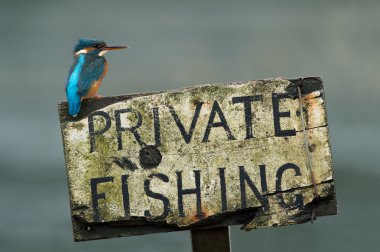 Kingfisher (Alcedo burada)