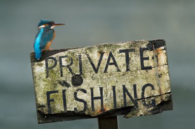 Kingfisher (Alcedo Atthis) clipart