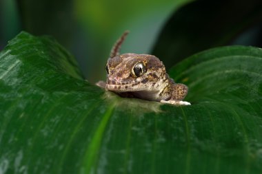 Madagascan zemin Gecko (Paroedura Pictus)
