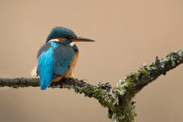 Kingfisher (alcedo at this ) — стоковое фото