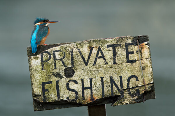 Kingfisher (alcedo at this
)