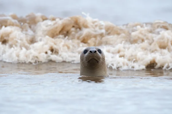 大西洋的灰海豹 (halichoerus grypus) — 图库照片