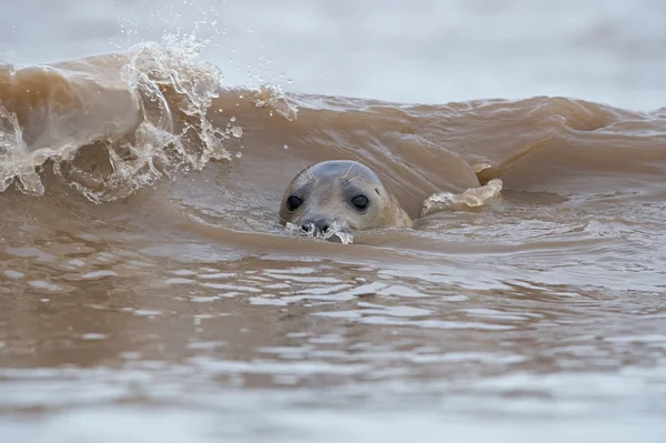 Atlantic Grey Seal (Halichoerus Grypus) — Stock Photo, Image