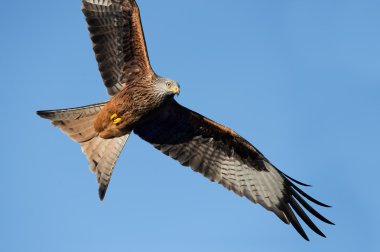 Kırmızı Uçurtma (Milvus milvus)