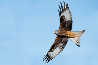 Kırmızı Uçurtma (Milvus milvus)