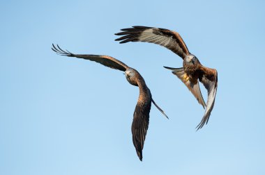 Kırmızı uçurtma (Milvus Milvus)