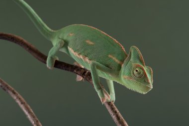 örtülü bukalemun (bayağı calyptratus)