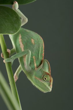 örtülü bukalemun (bayağı calyptratus)