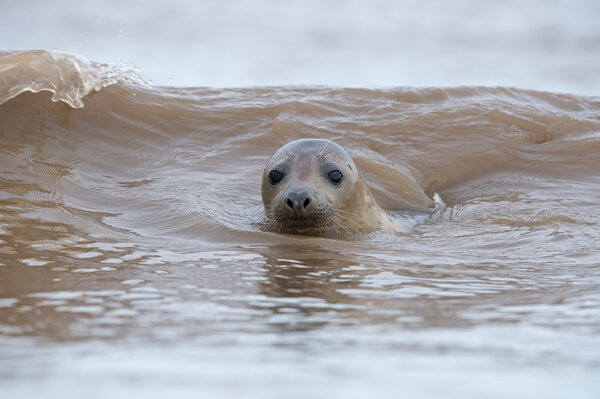 Atlantic Grey Seal (Halichoerus Grypus)