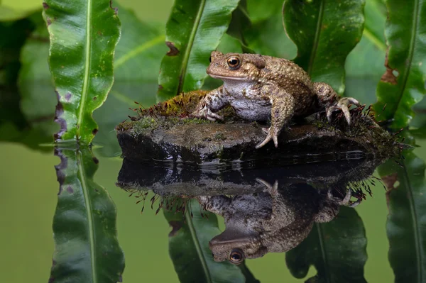 Common Toad (Bufo Bufo) — Stock Photo, Image