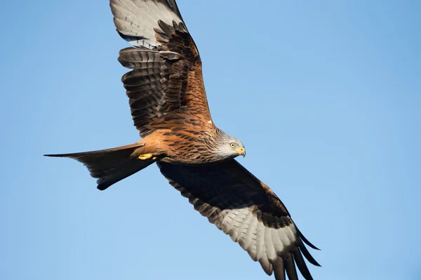 Červený drak (Milvus milvus) — Stock fotografie