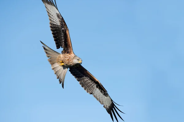 Röd drake (Milvus milvus)) — Stockfoto