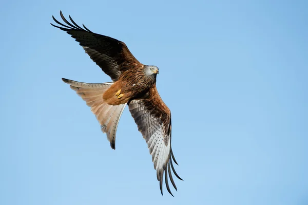 Červený drak (Milvus milvus) — Stock fotografie