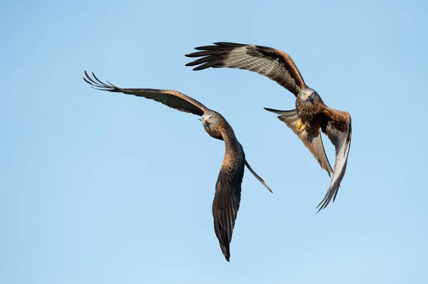 Aquiloni rossi (Milvus Milvus ) — Foto Stock