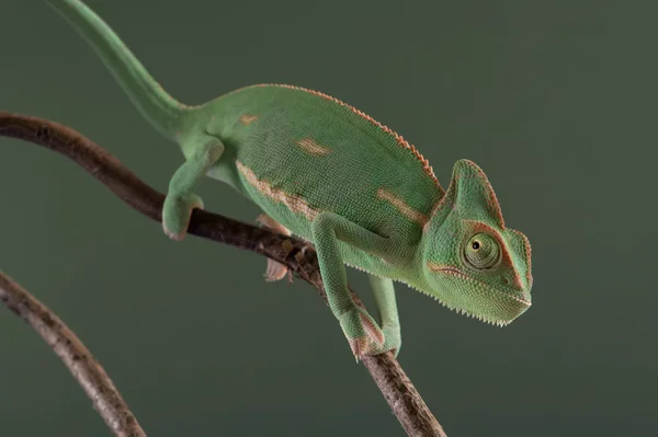 Chameleon jemenský (chamaeleo calyptratus) — Stock fotografie